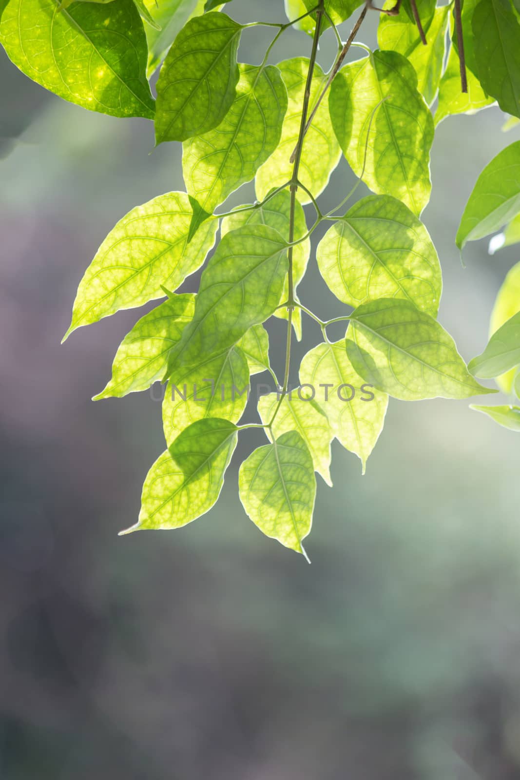 natural green leaves with soft light bokeh for background, selective focus
