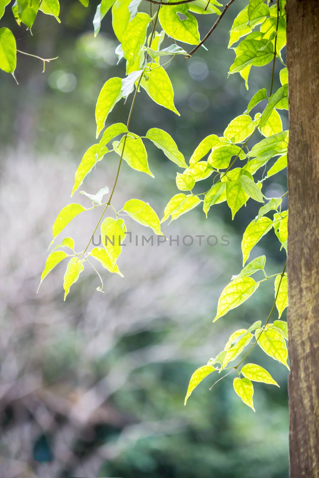 natural green leaves with soft light bokeh for background, selective focus