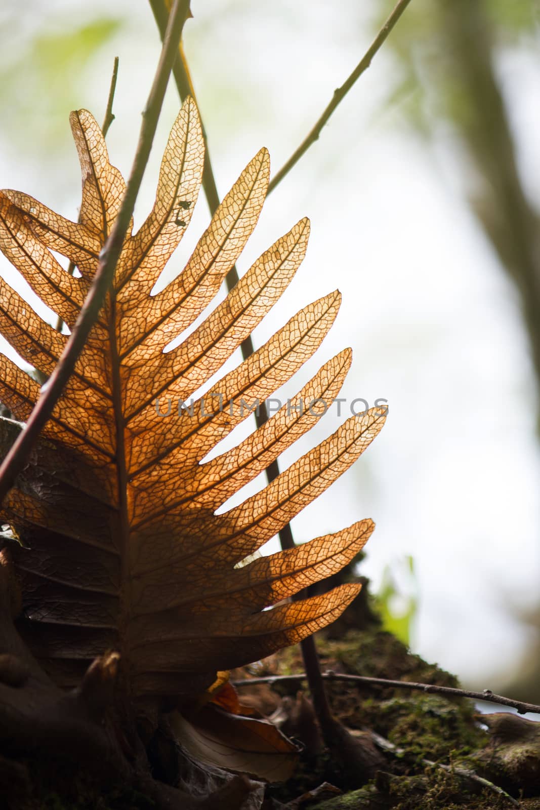 dead fern in deep forest in mountian at north of thailand, concept of nature