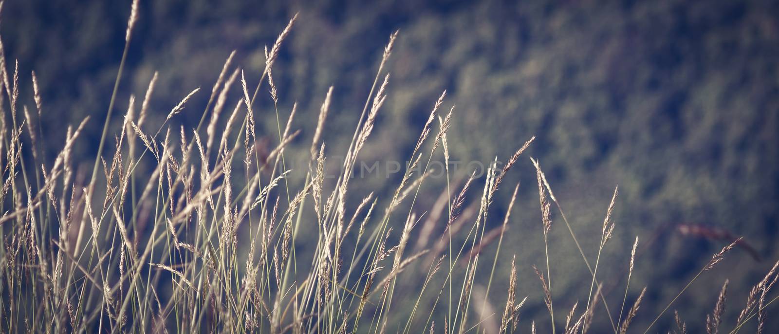 Mission grass beautiful on meadow and soft light bokeh for background, vintage style