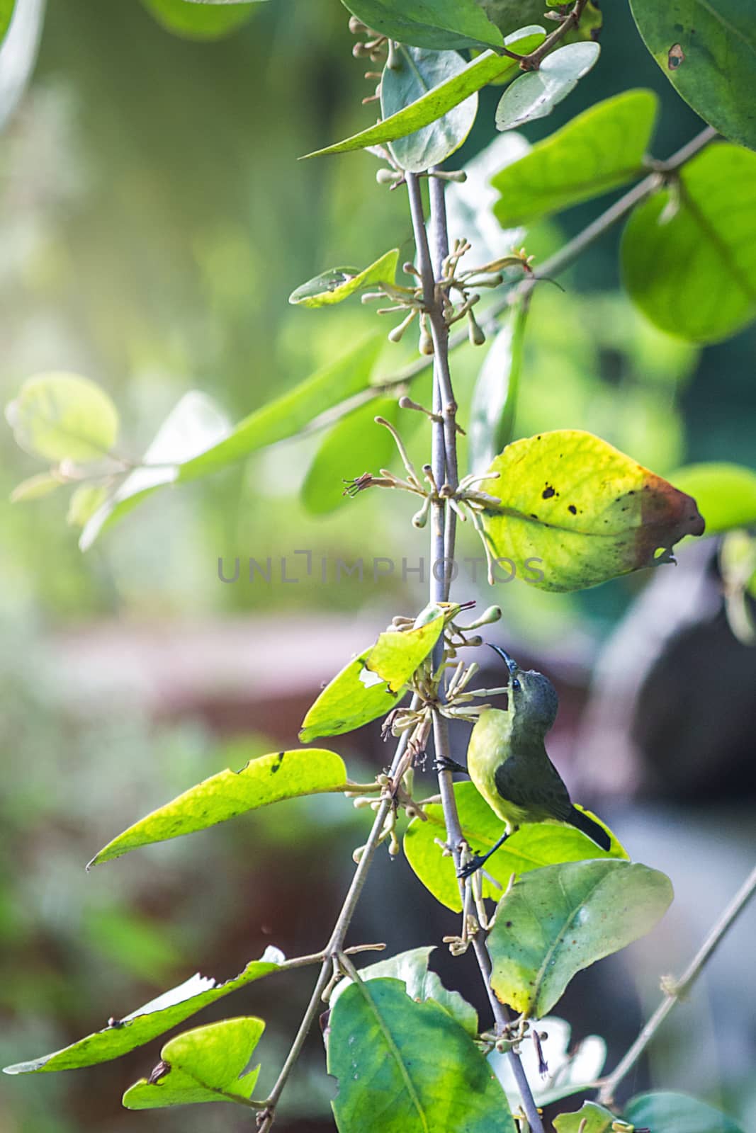female sunbird (Cinnyris jugularis) eating a sweet honeydew with bokeh background