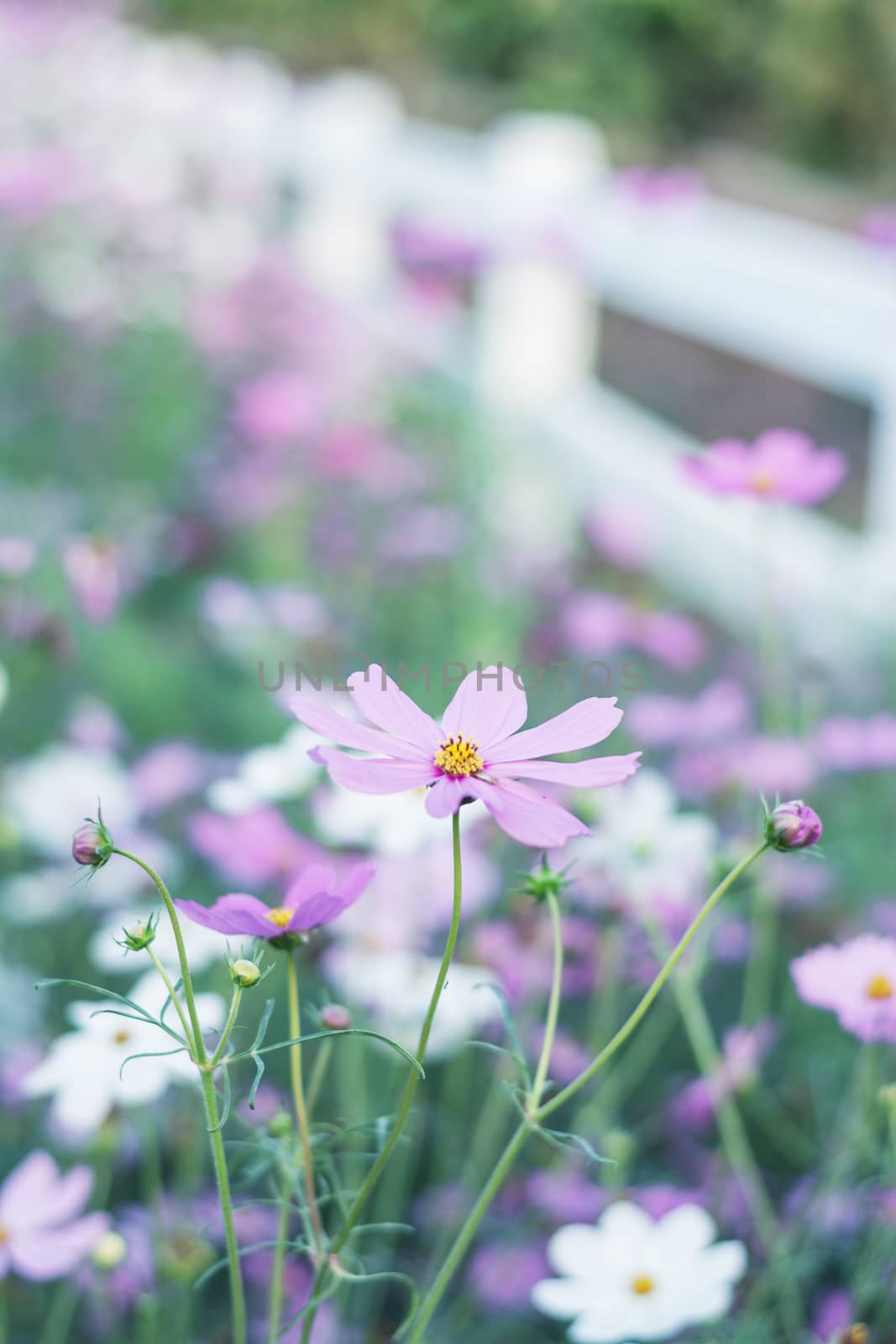 Pink, white, purple and red cosmos flowers in the garden, soft focus and retro film color tone