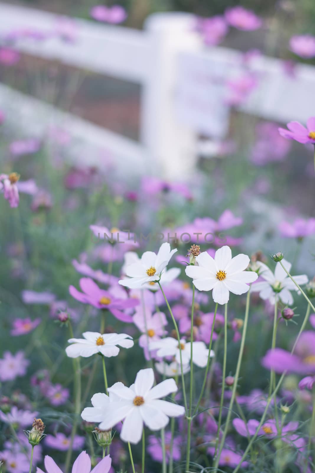 Pink, white, purple and red cosmos flowers in the garden, soft f by rakoptonLPN