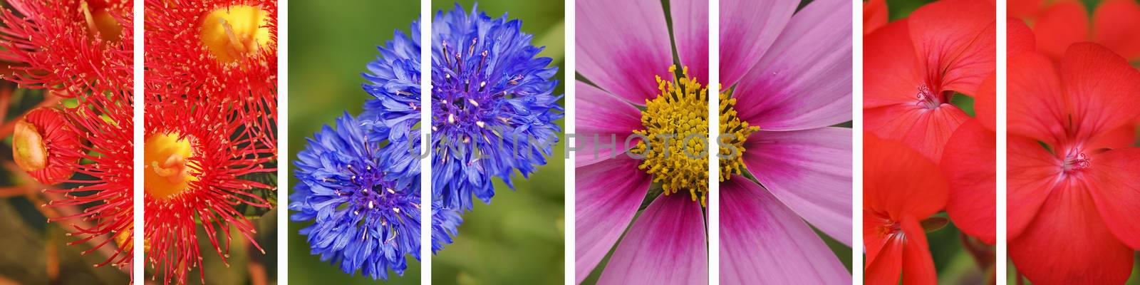 A panorama of a set of flowers in a horizontal banner