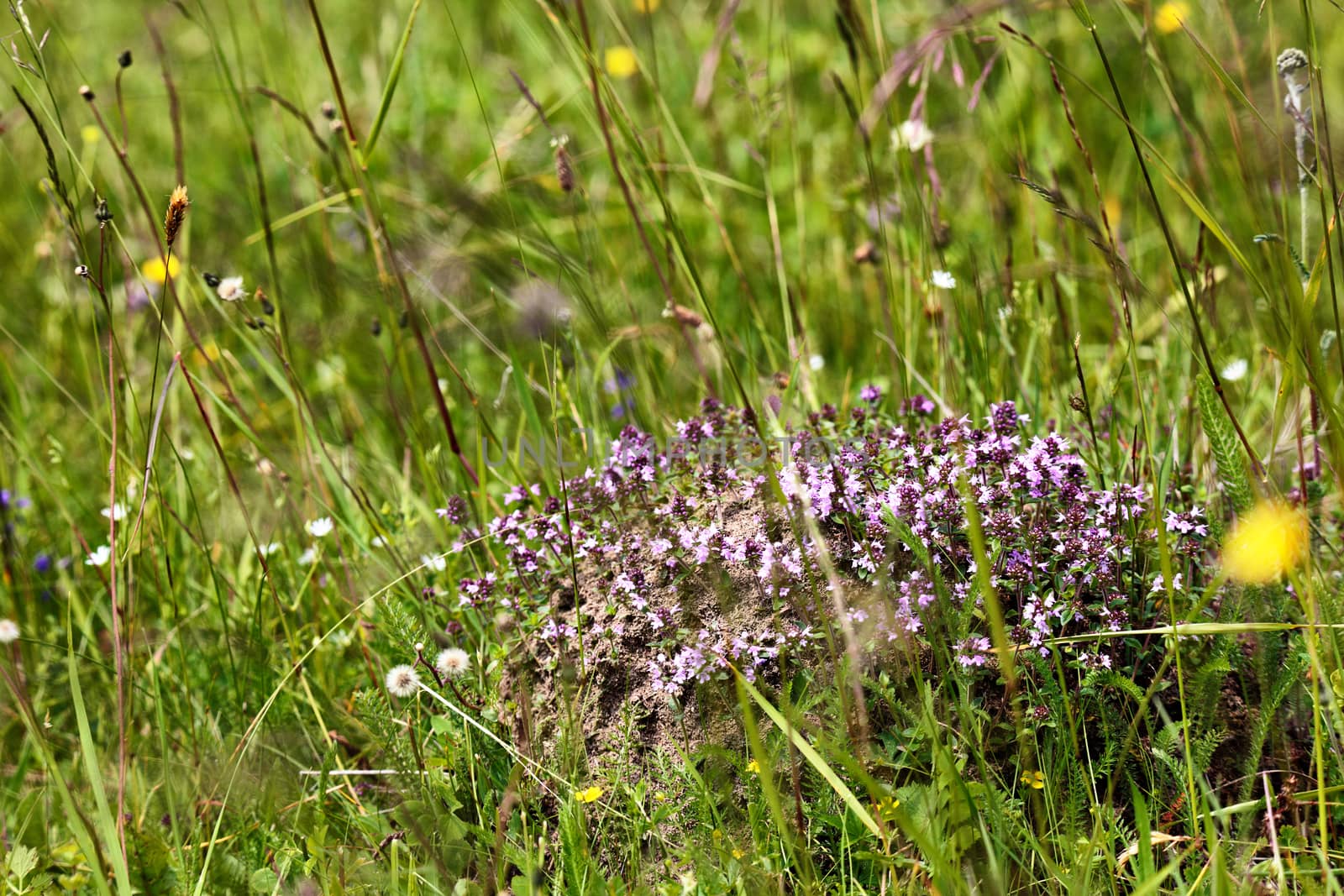 thyme herbs with violet flowers growing in the meadow by weise_maxim