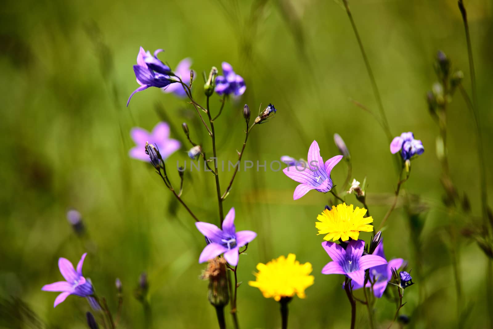 Abundance of blooming wild flowers on the meadow at summertime. Spring flower seasonal nature background