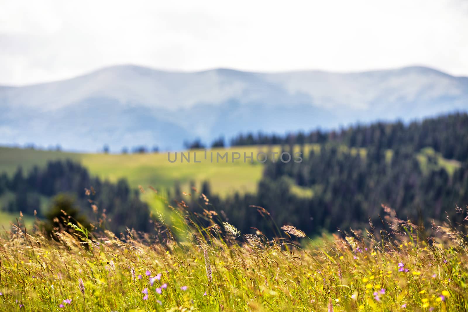 Beautiful nature landscape - Alpine meadow by weise_maxim