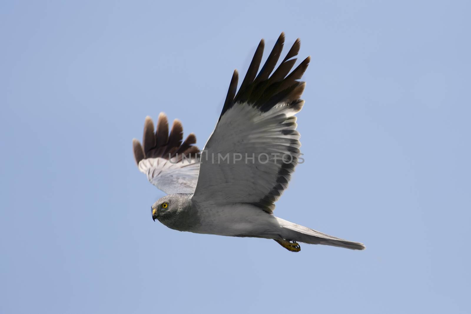 Northern Harrier (Circus cyaneus) male in flight