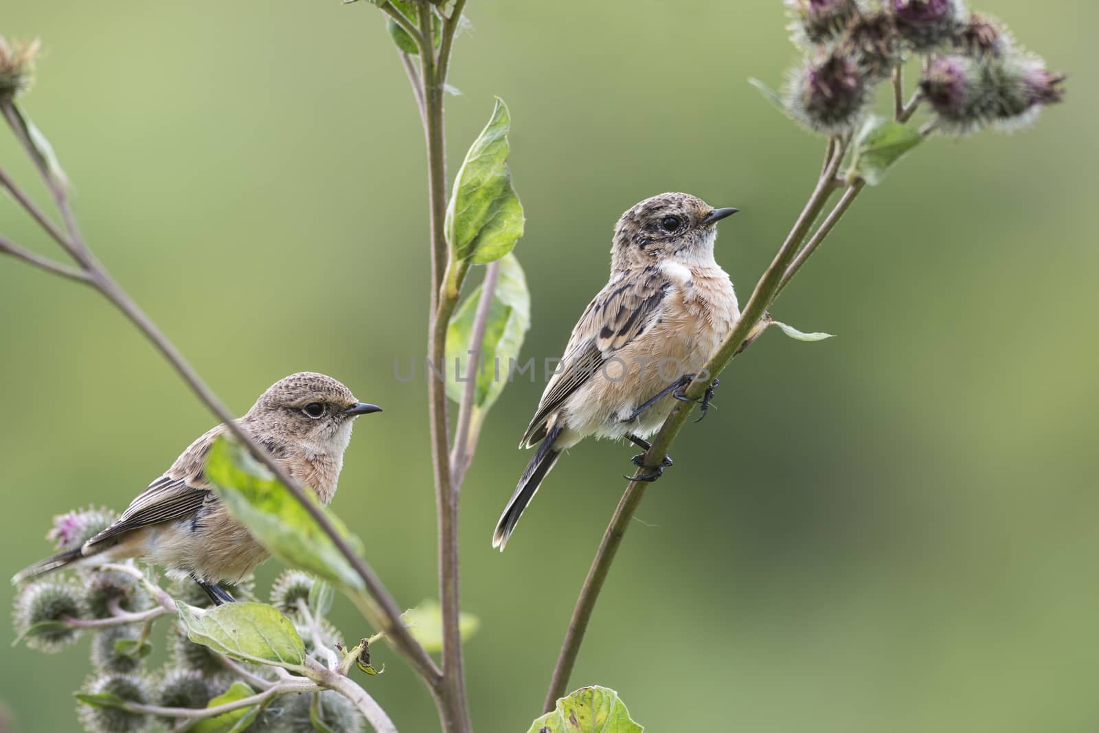 Two stonechat sitting on stems of agrimony
	