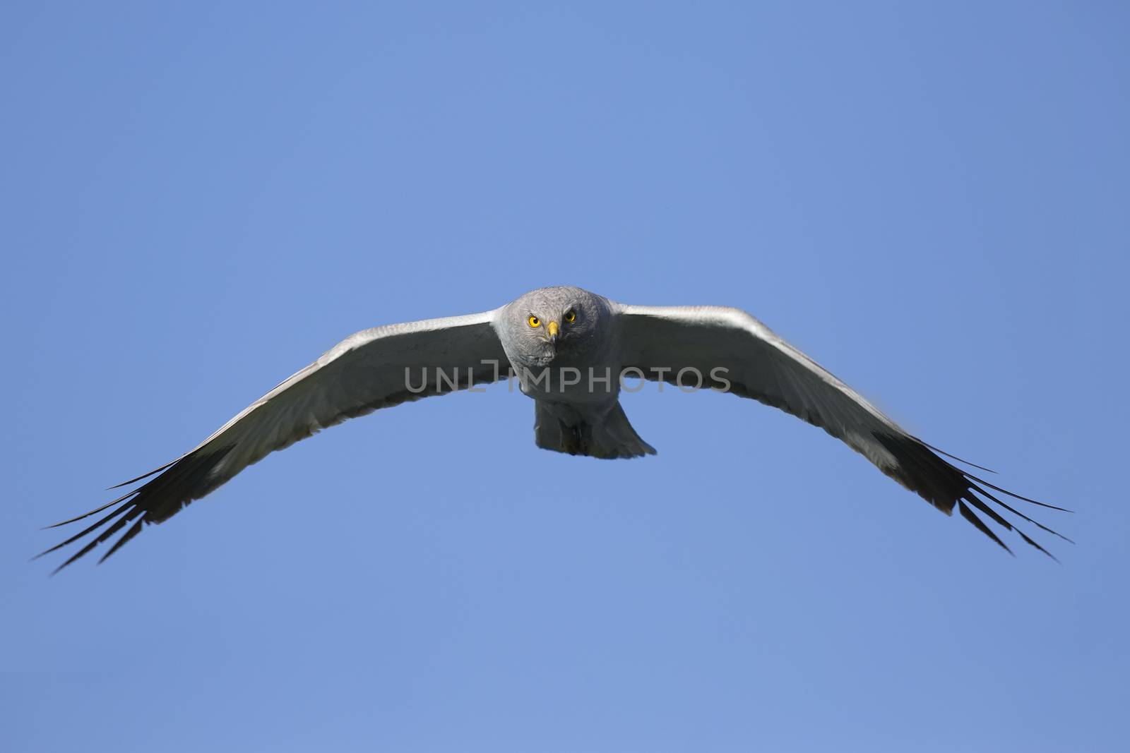 Northern Harrier (Circus cyaneus) male in flight