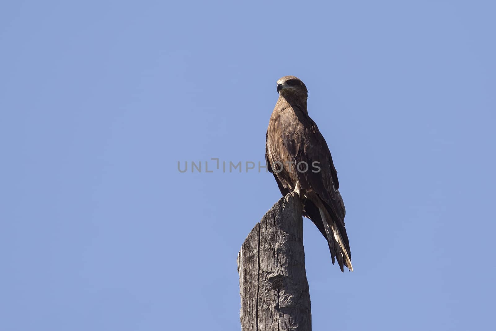 black kite perched on a dry tree stump