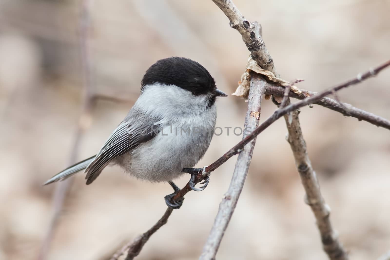 Willow Tit (Parus montanus) jumps on branches of trees