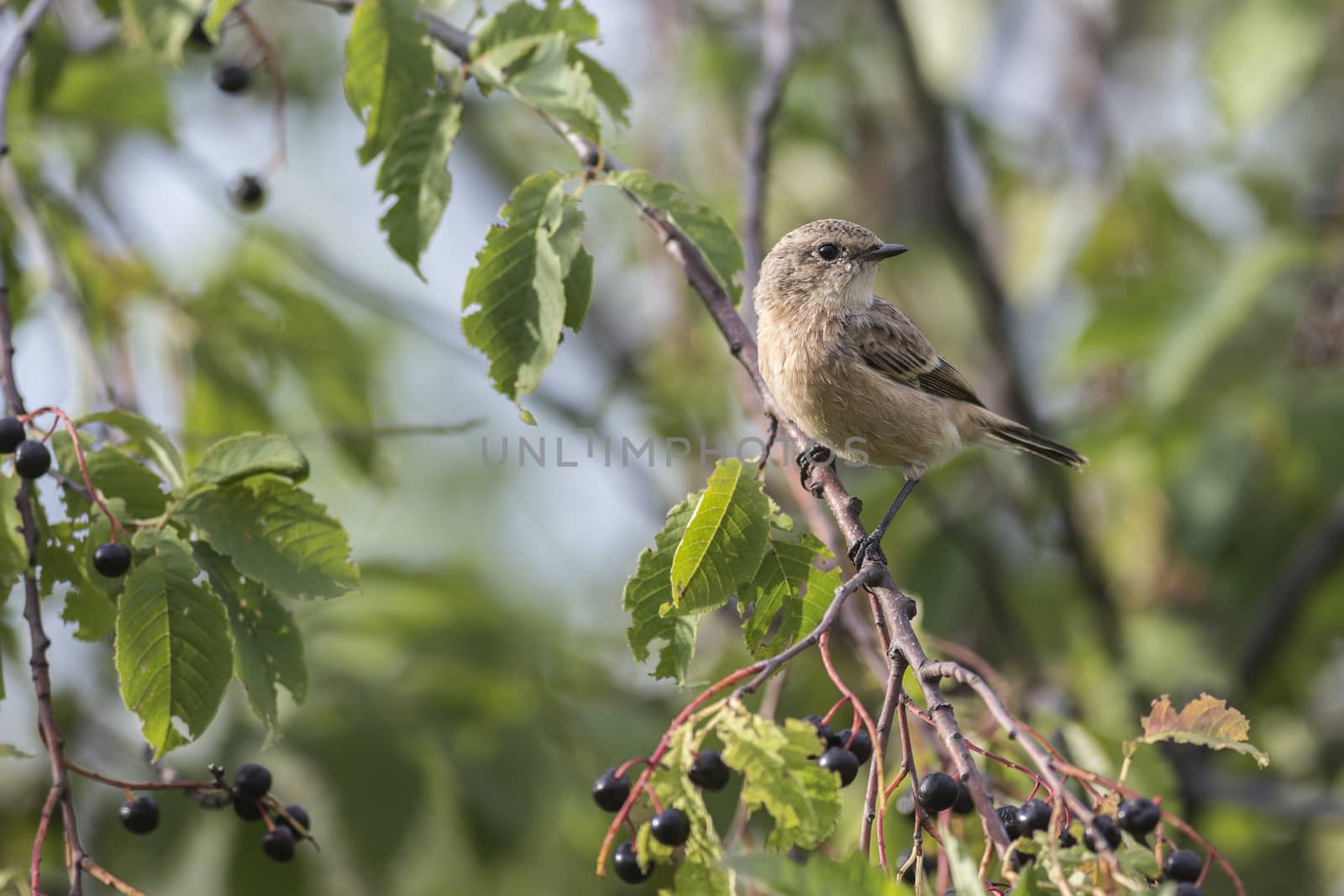 Fledgling stonechat sitting on a branch bird cherry