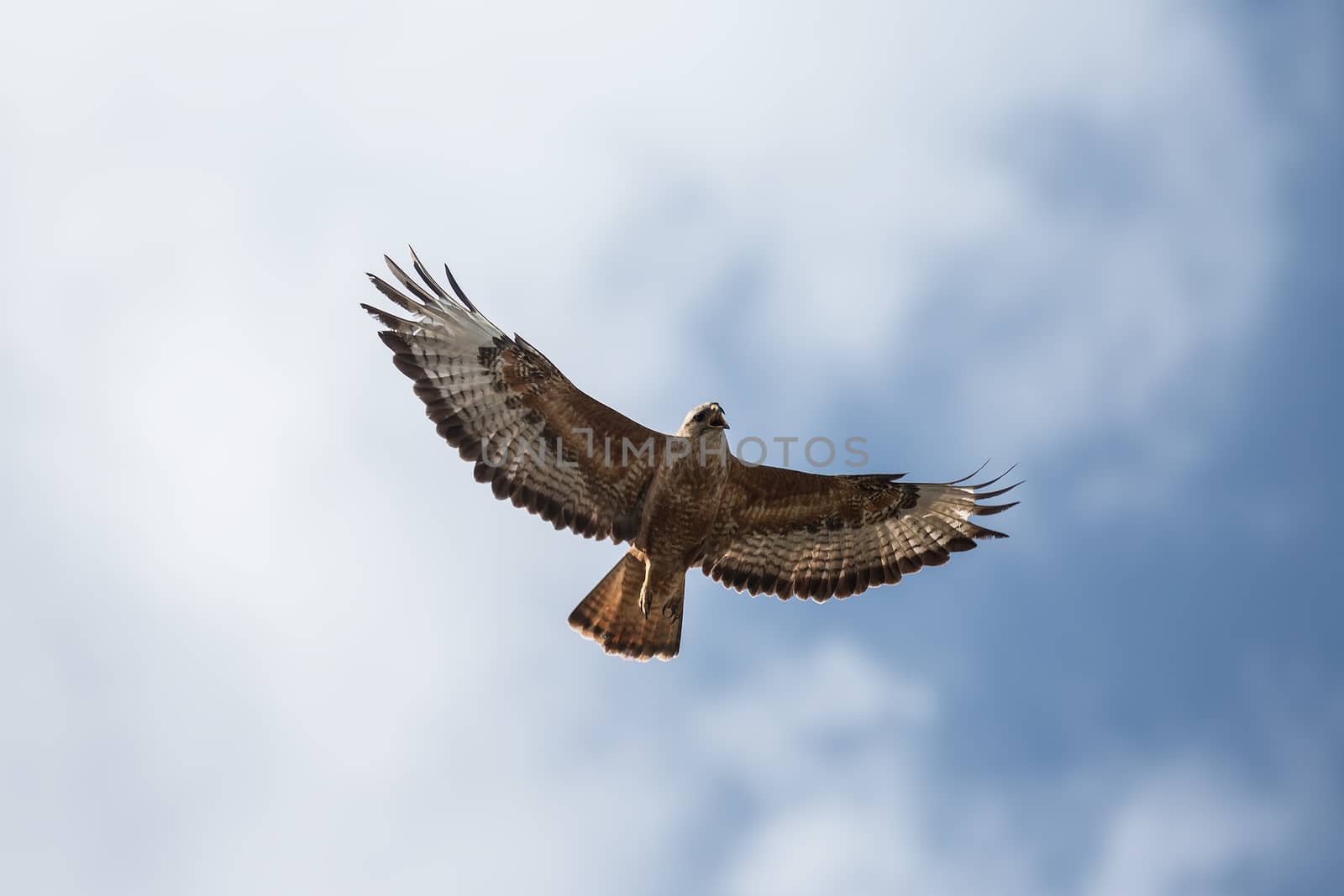 Buzzard by Ohotnik