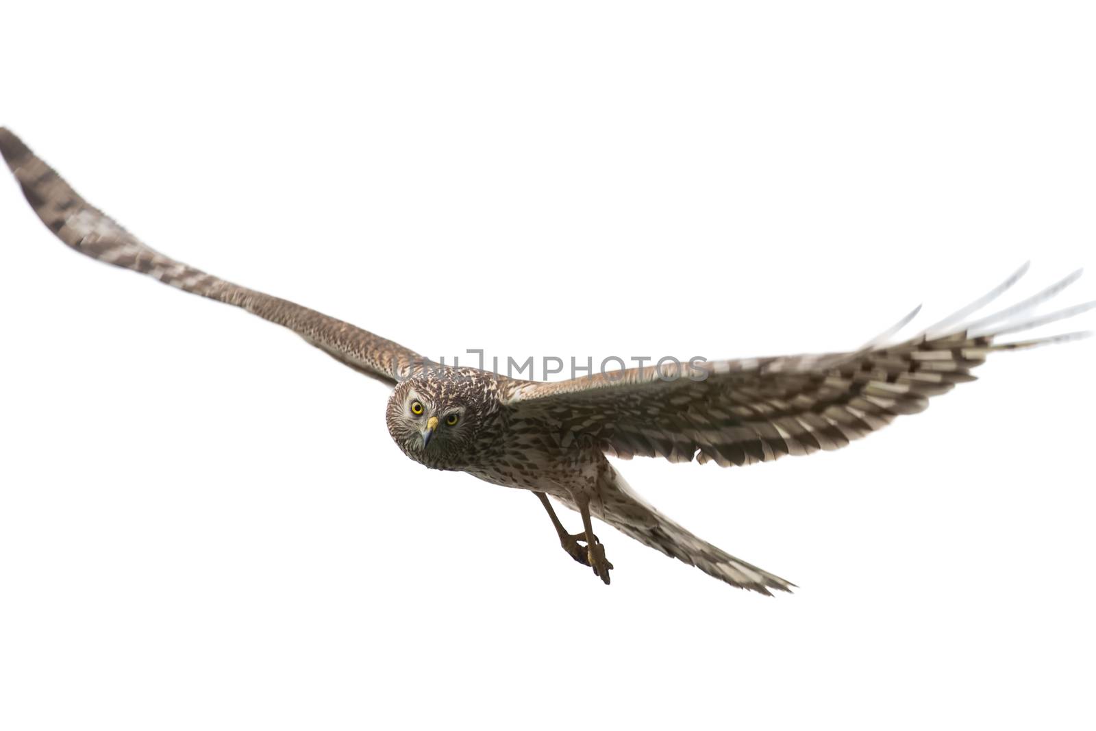 Northern Harrier (Circus cyaneus) female in flight  isolated on white background