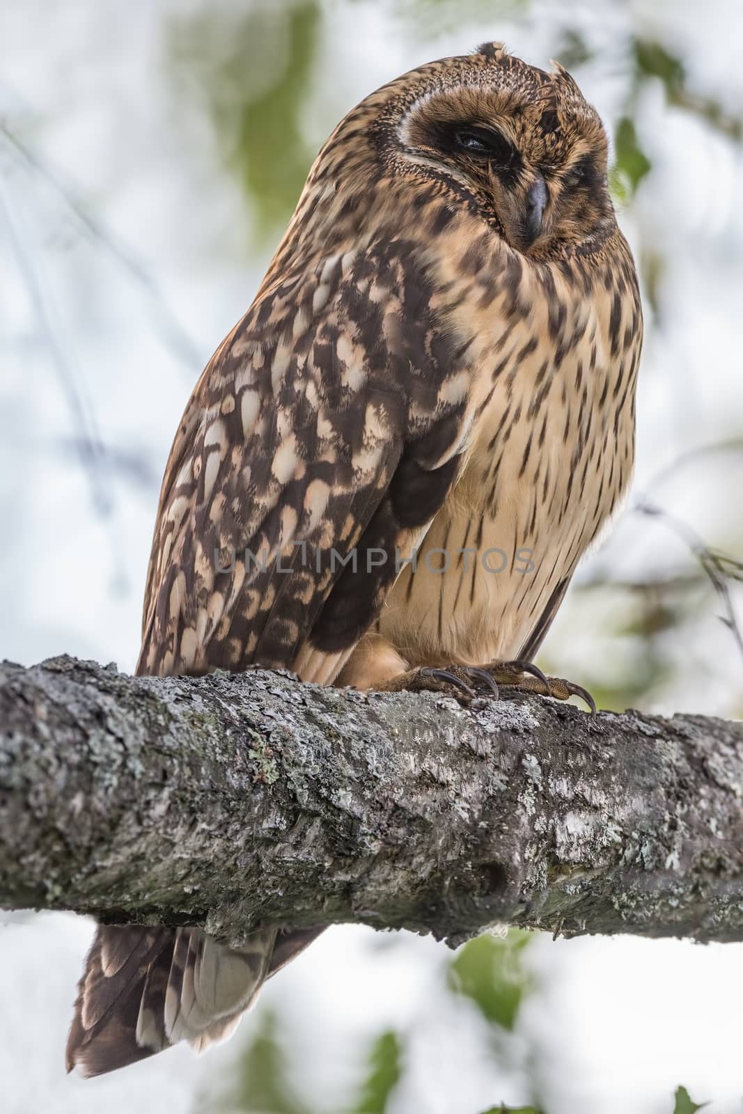 Short-eared Owl sleeping on a branch