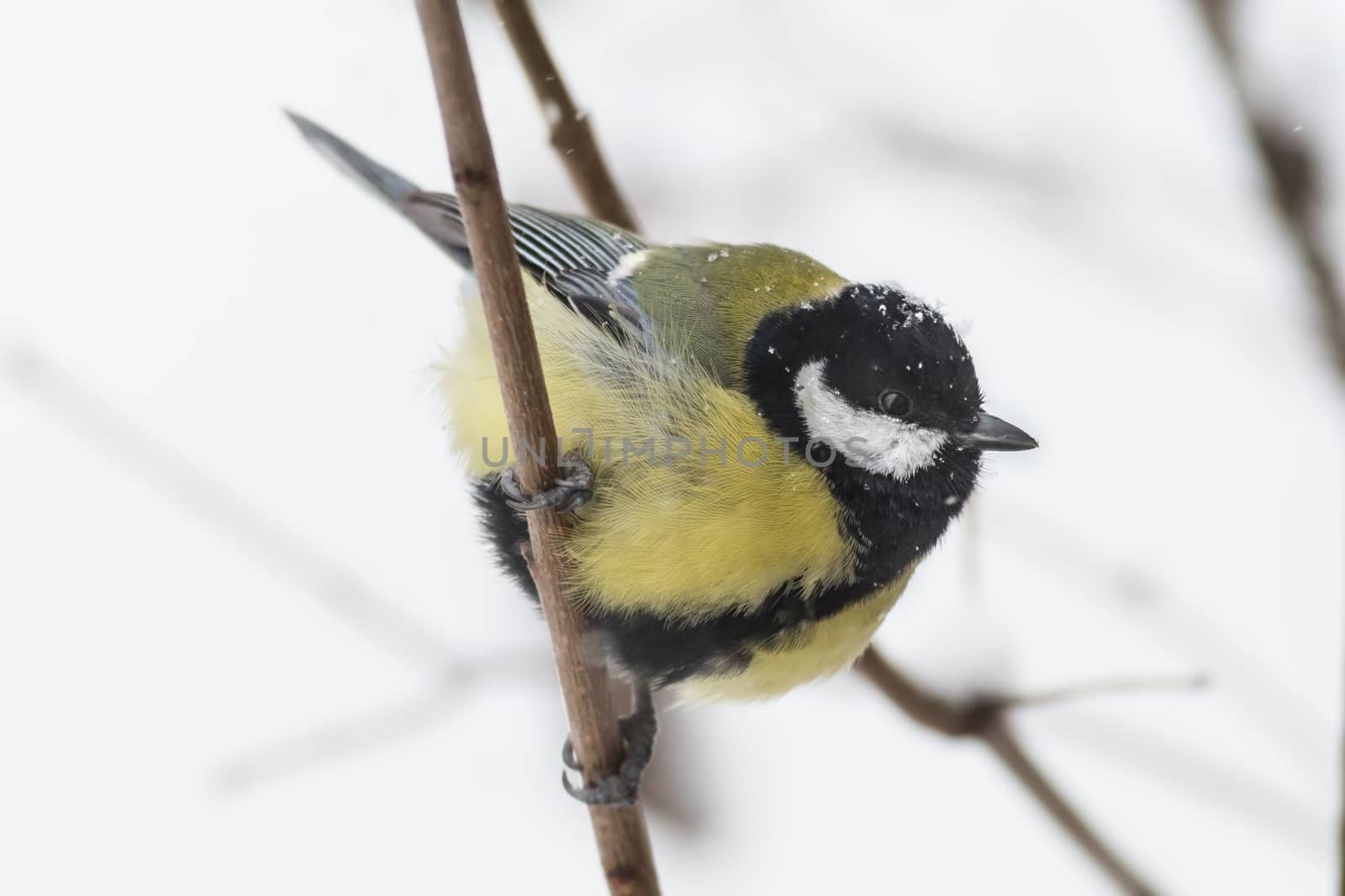 Greater titmouse by Ohotnik