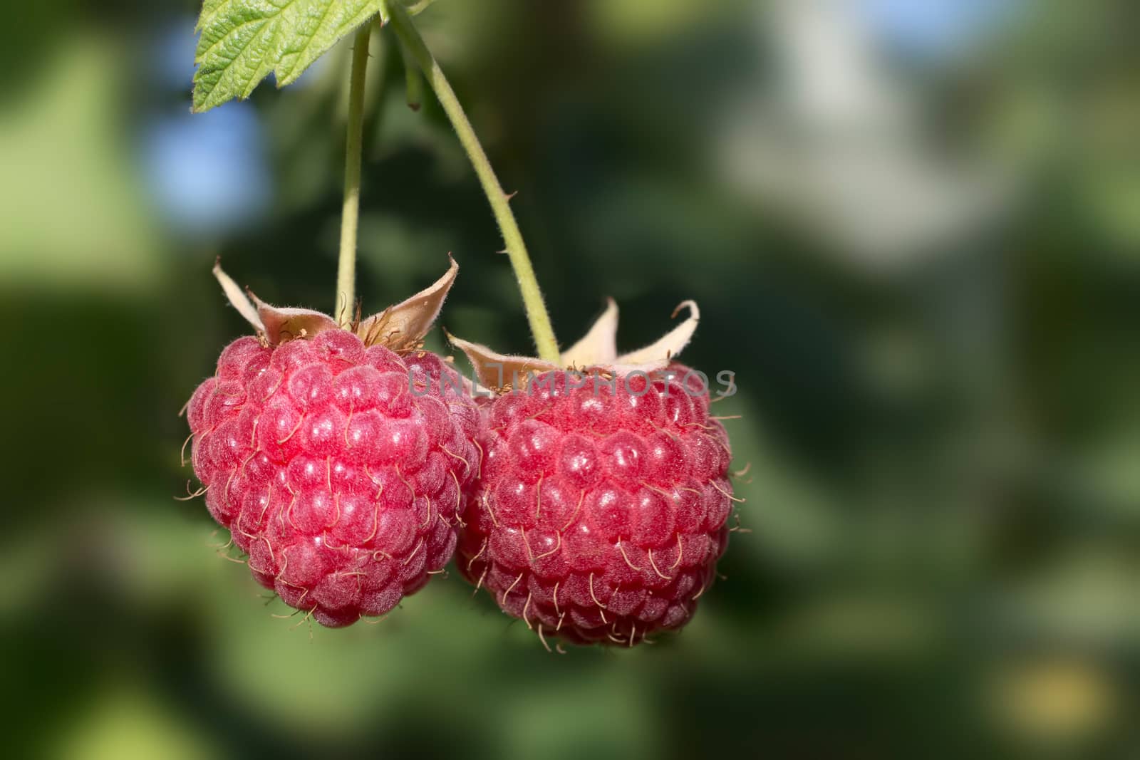 ripe red raspberries close-up on blurred background