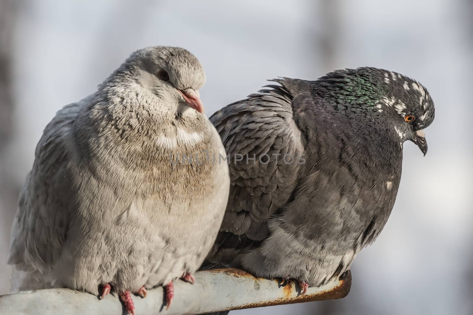 two pigeons in winter time close-up  