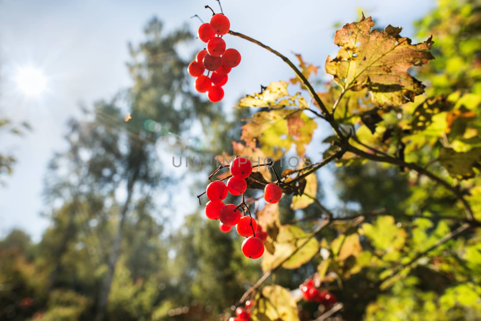 Guelder-rose berries in the autumn wood lit with the sun