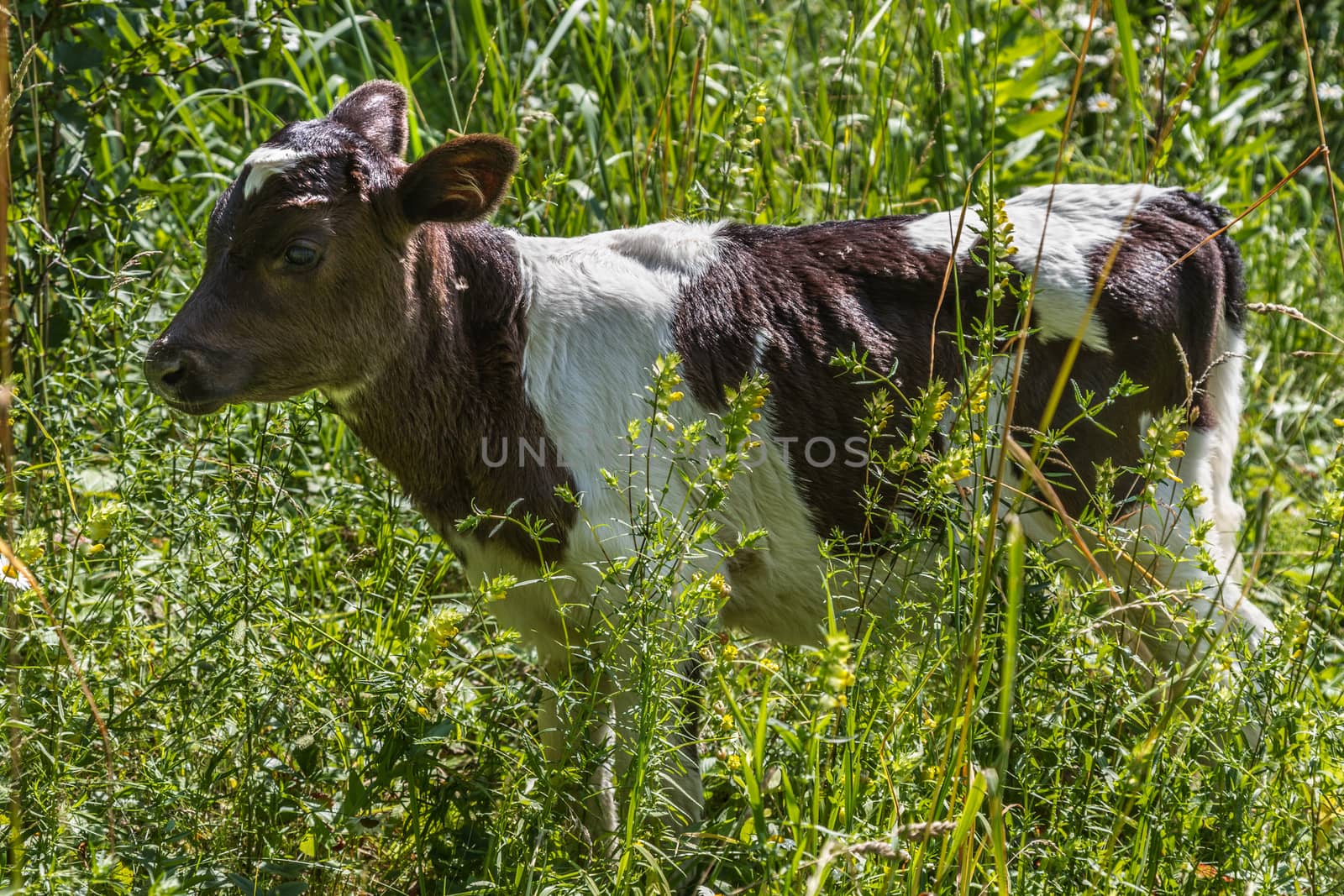 Calf by Ohotnik