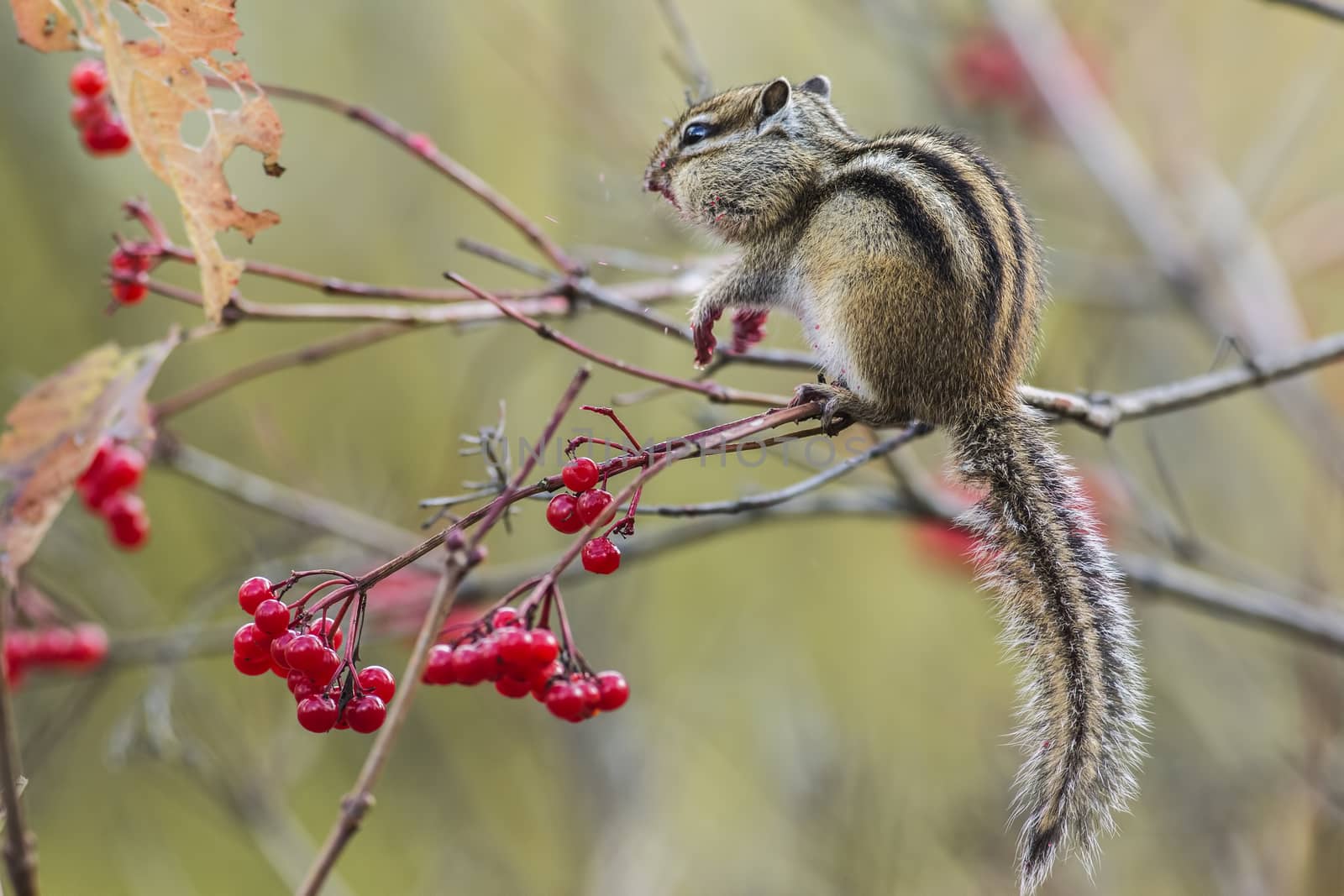 Chipmunk sitting on a branch of viburnum
