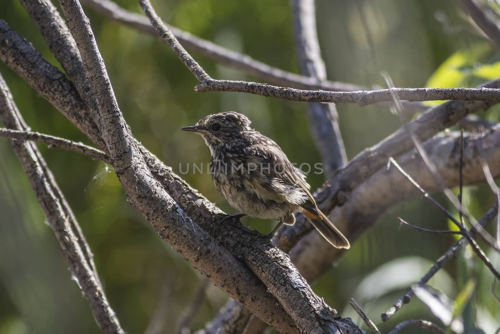 grown up nestling Bluethroat  (Luscinia svecica) sits on a branch