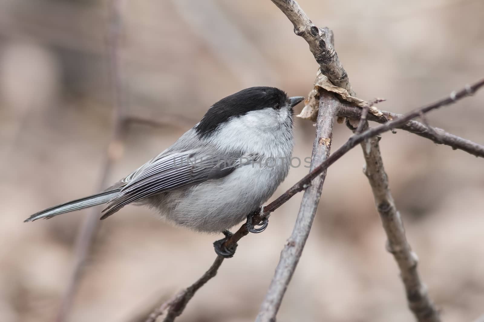 Willow Tit (Parus montanus) by Ohotnik