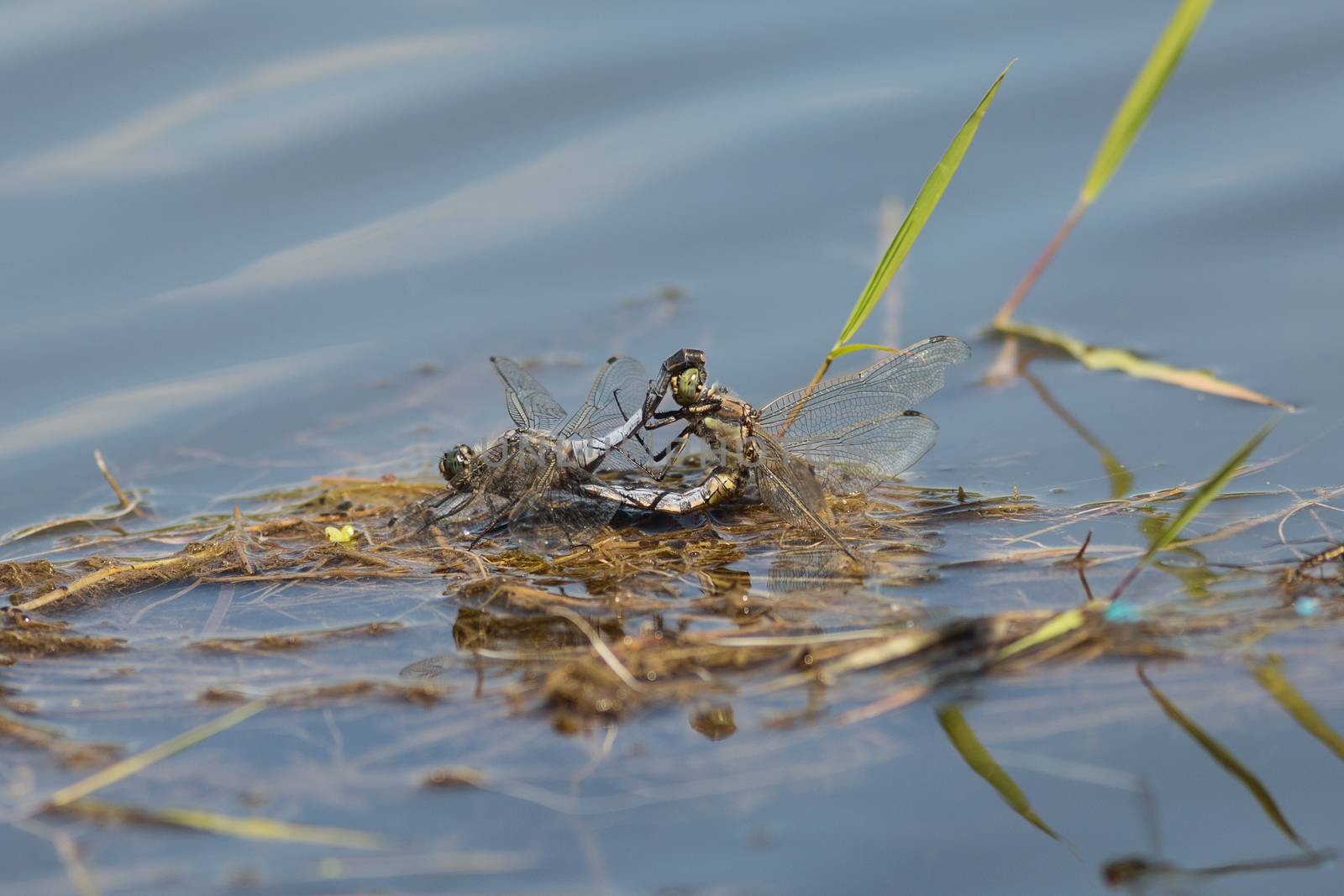 Two dragonflies mating in the moment