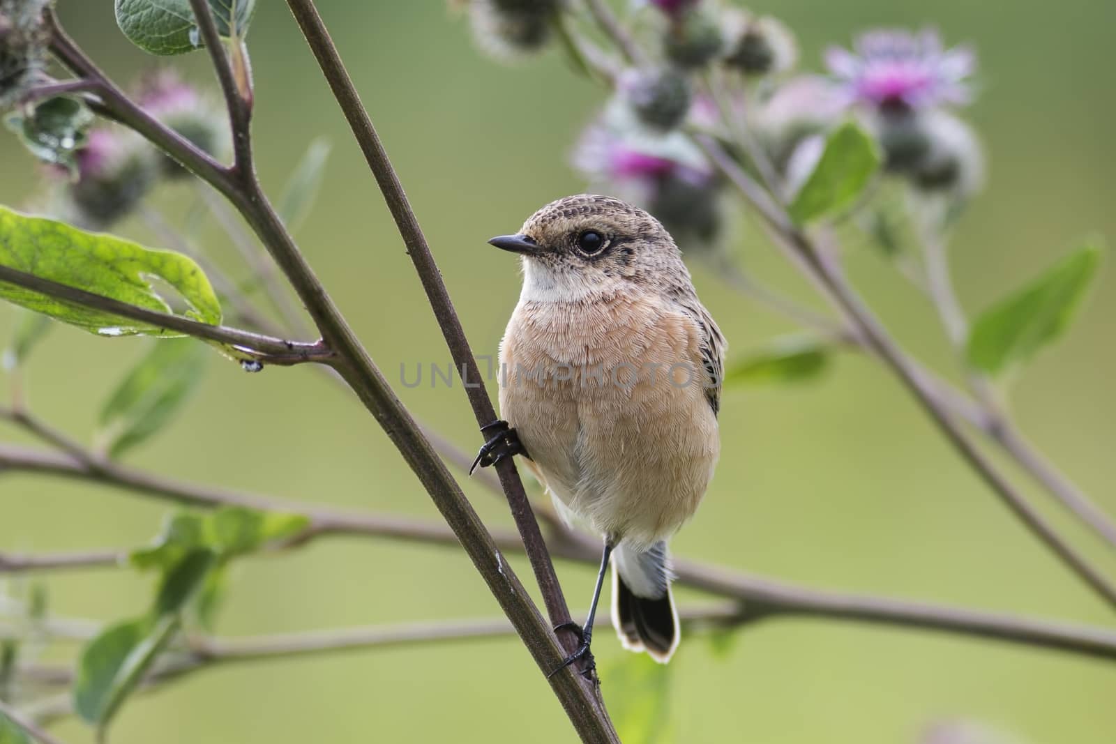 Fledgling stonechat by Ohotnik