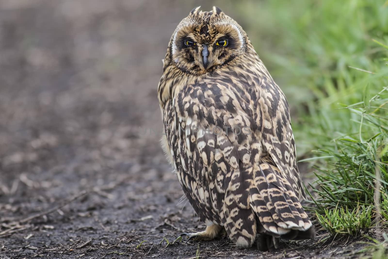 Short-eared Owl by Ohotnik