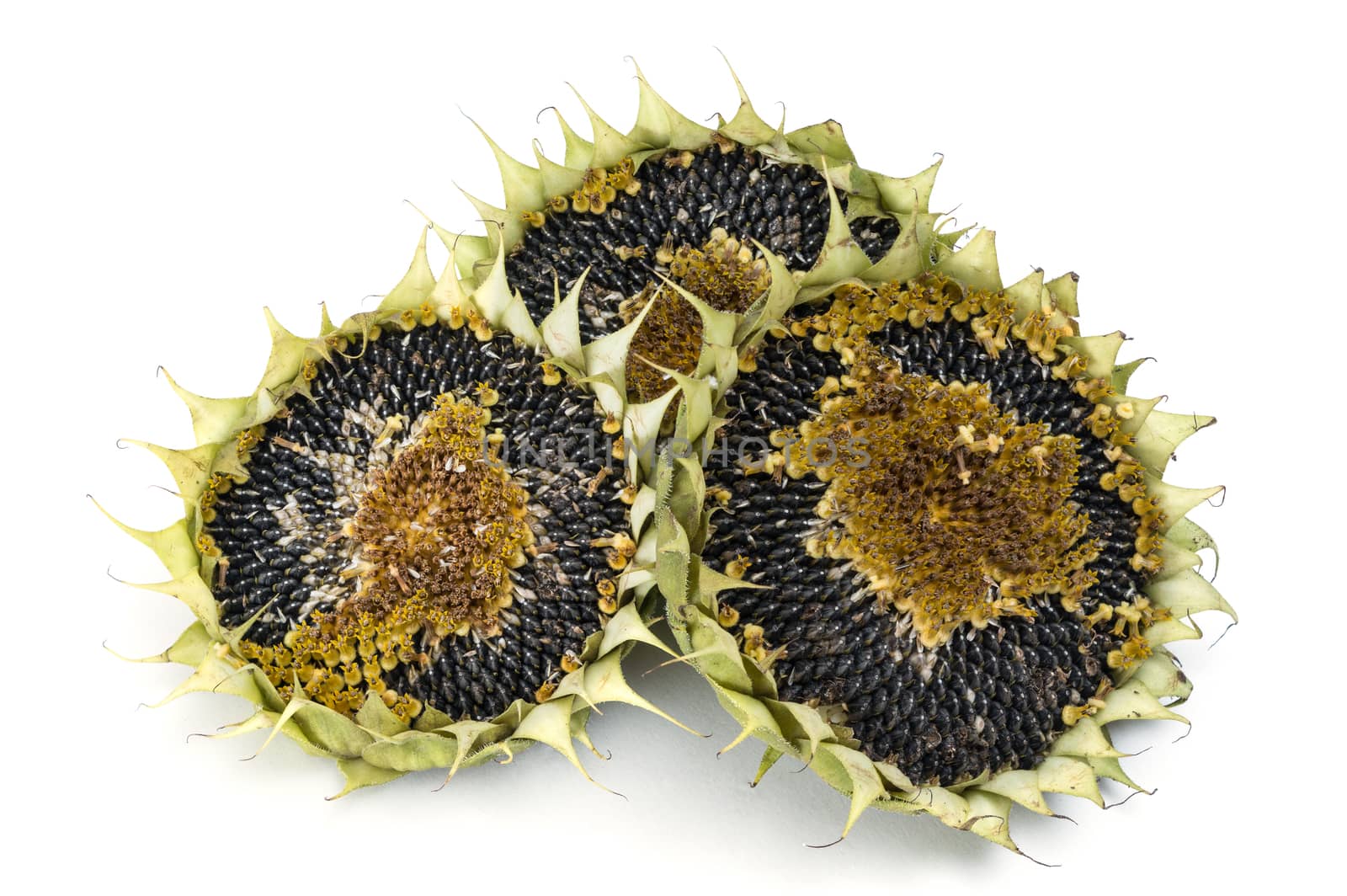 Sunflower Seeds isolated on a white background