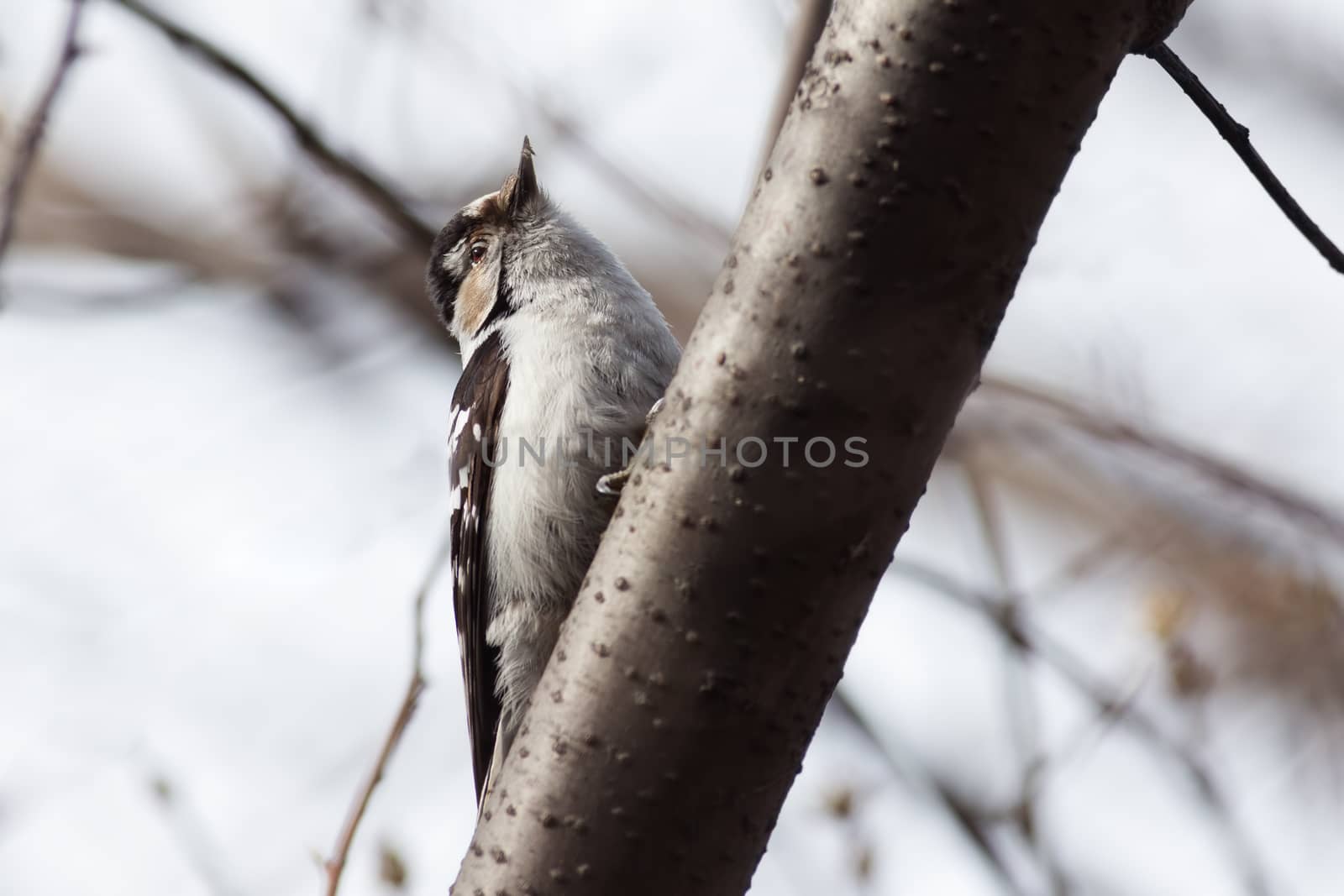 Lesser Spotted Woodpecker by Ohotnik