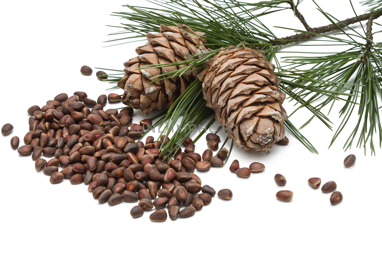cedar nuts and cedar  cones isolated on white background