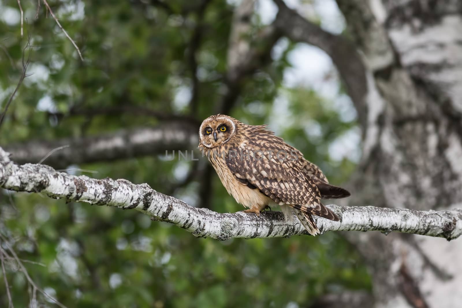 Short-eared Owl by Ohotnik