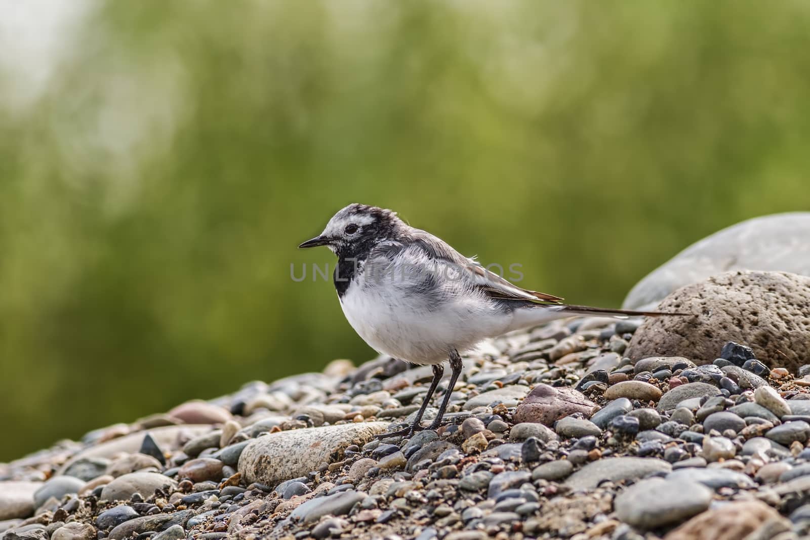 white wagtail sitting on the rocky shore