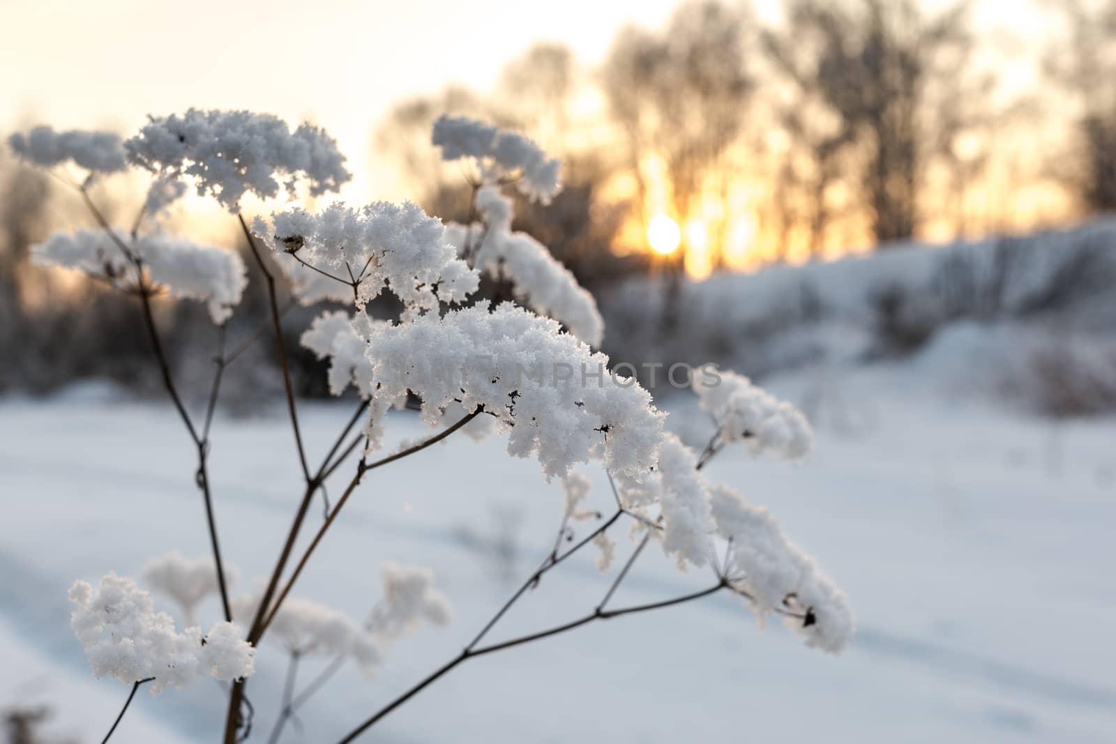 Winter landscape by Ohotnik