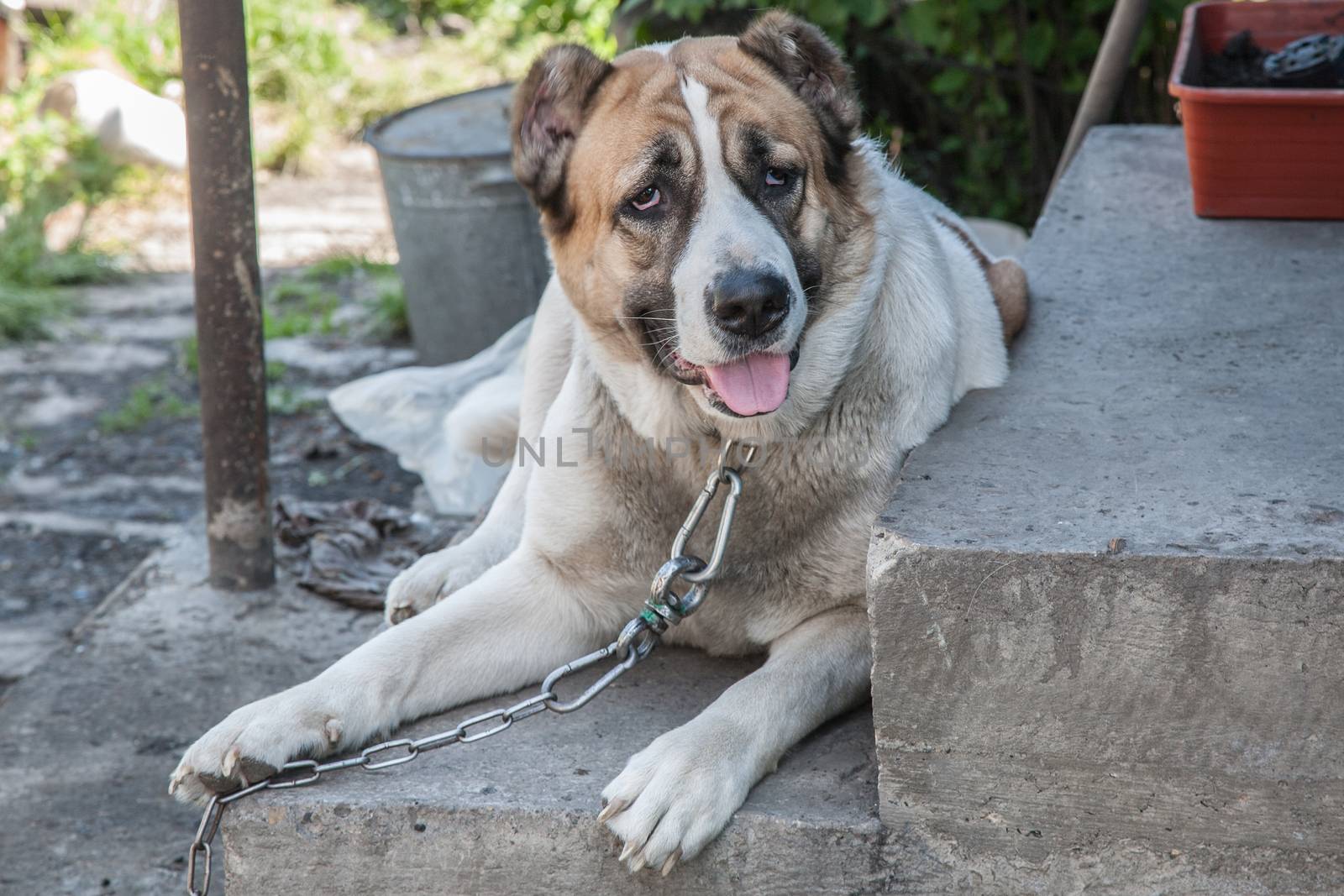 Guard dog on a chain near the house