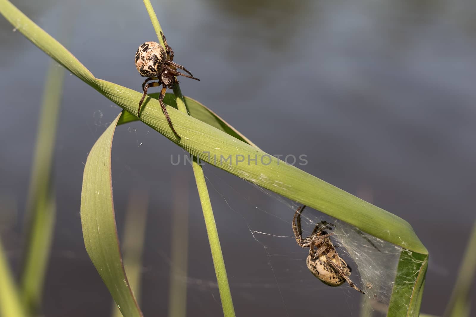 Two spider on a green blade of grass
