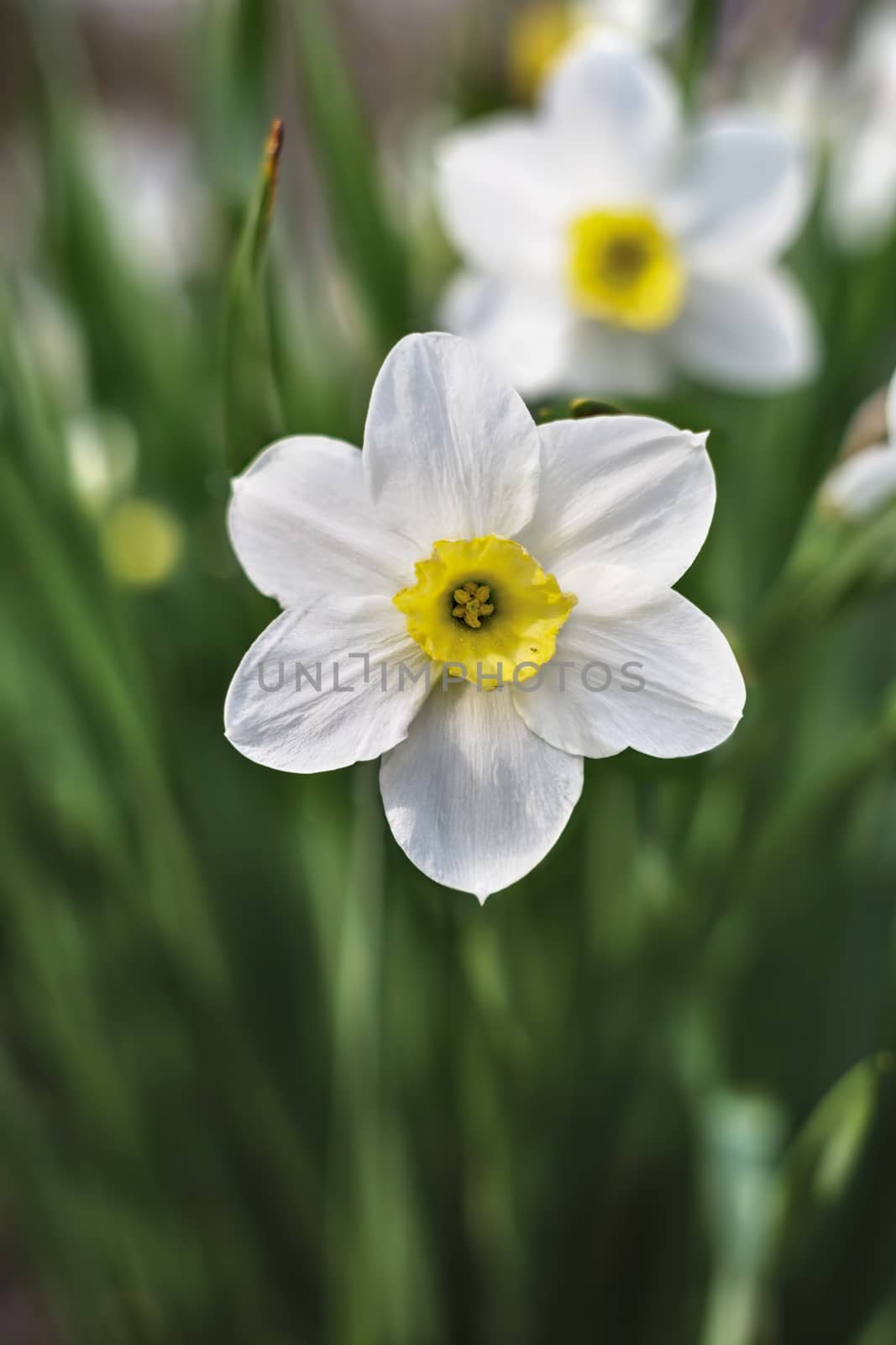 white narcissus blooming in early spring