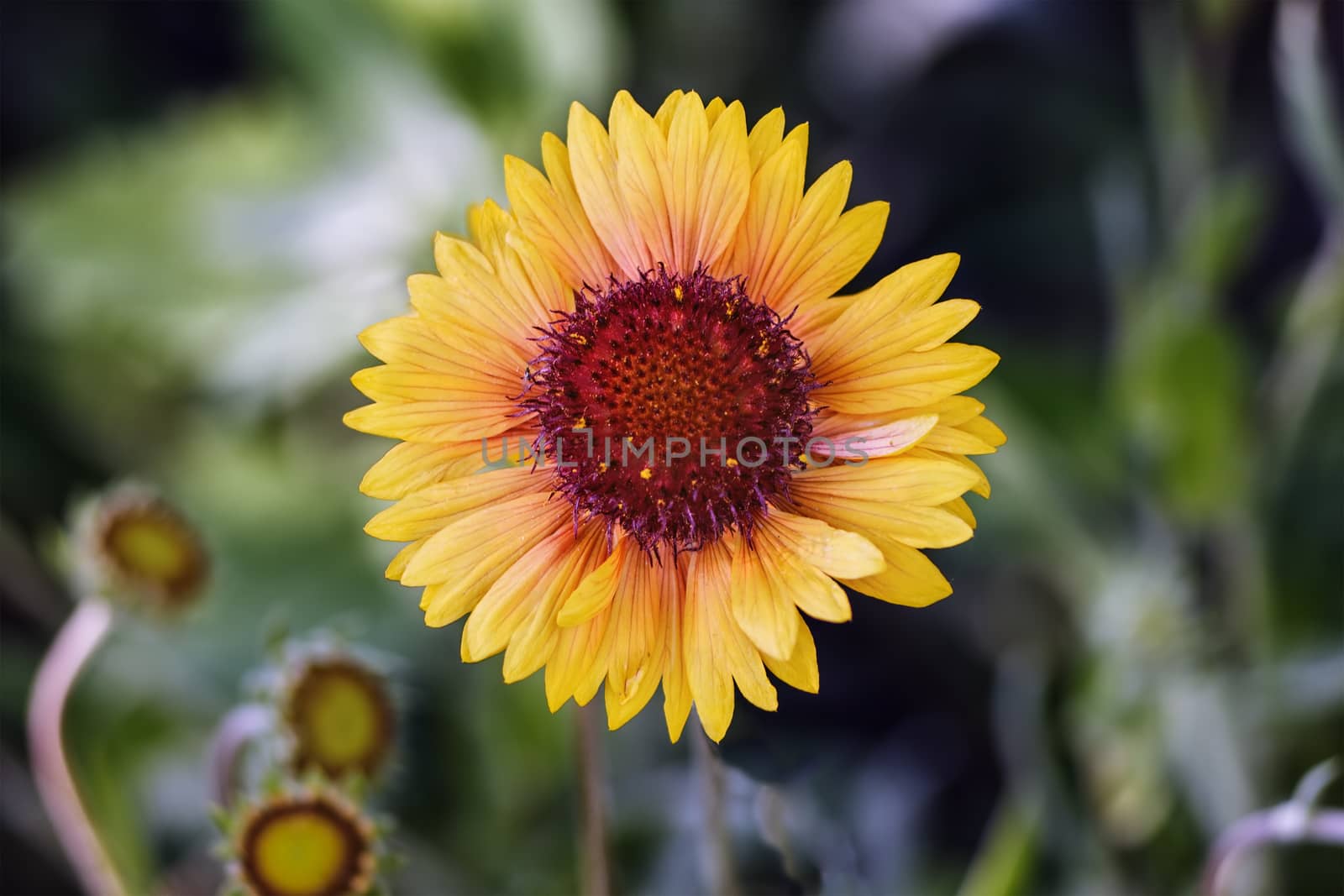 Beautiful yellow gerbera flower in the garden