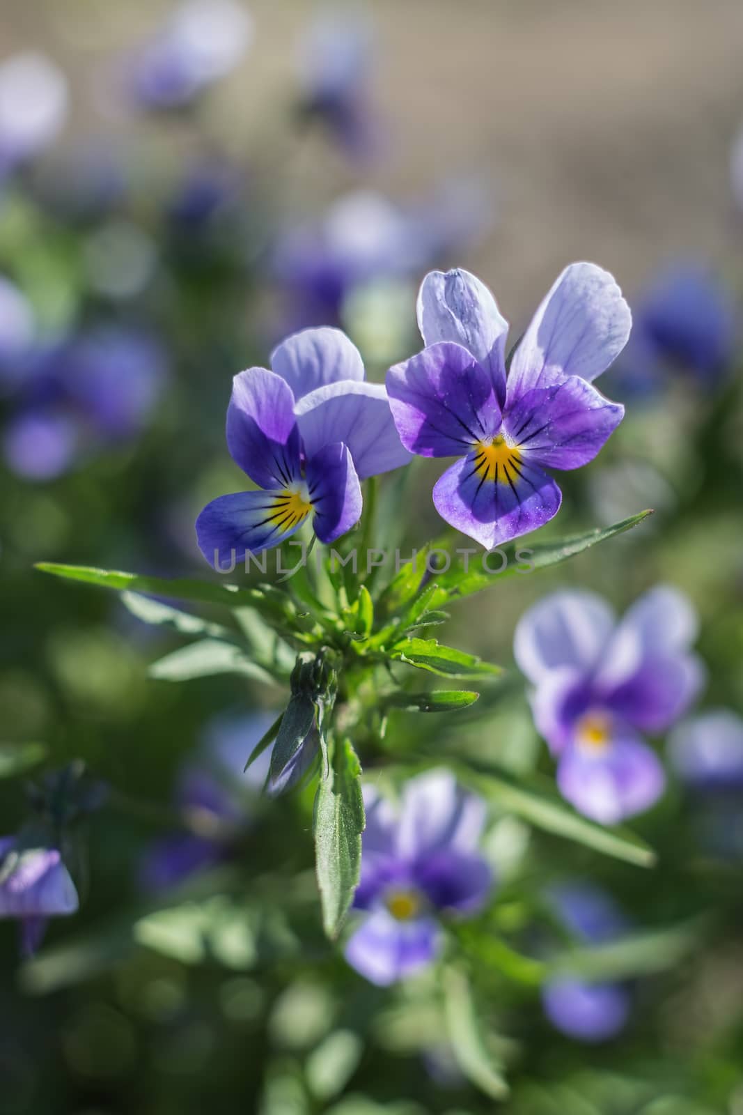 Blossoming violets on a blurred background with shallow depth of field