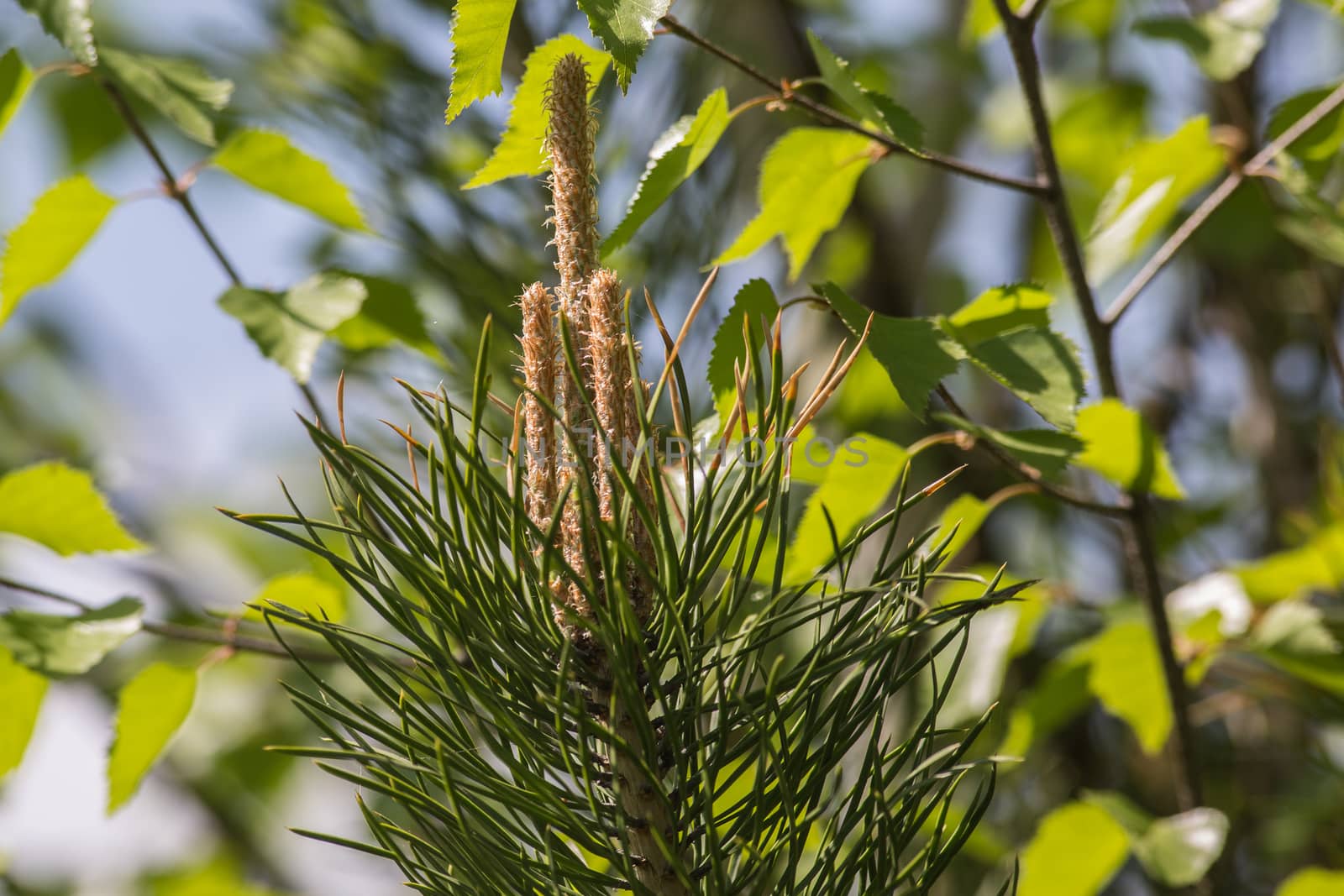 Green pine branch with blossoming flowers