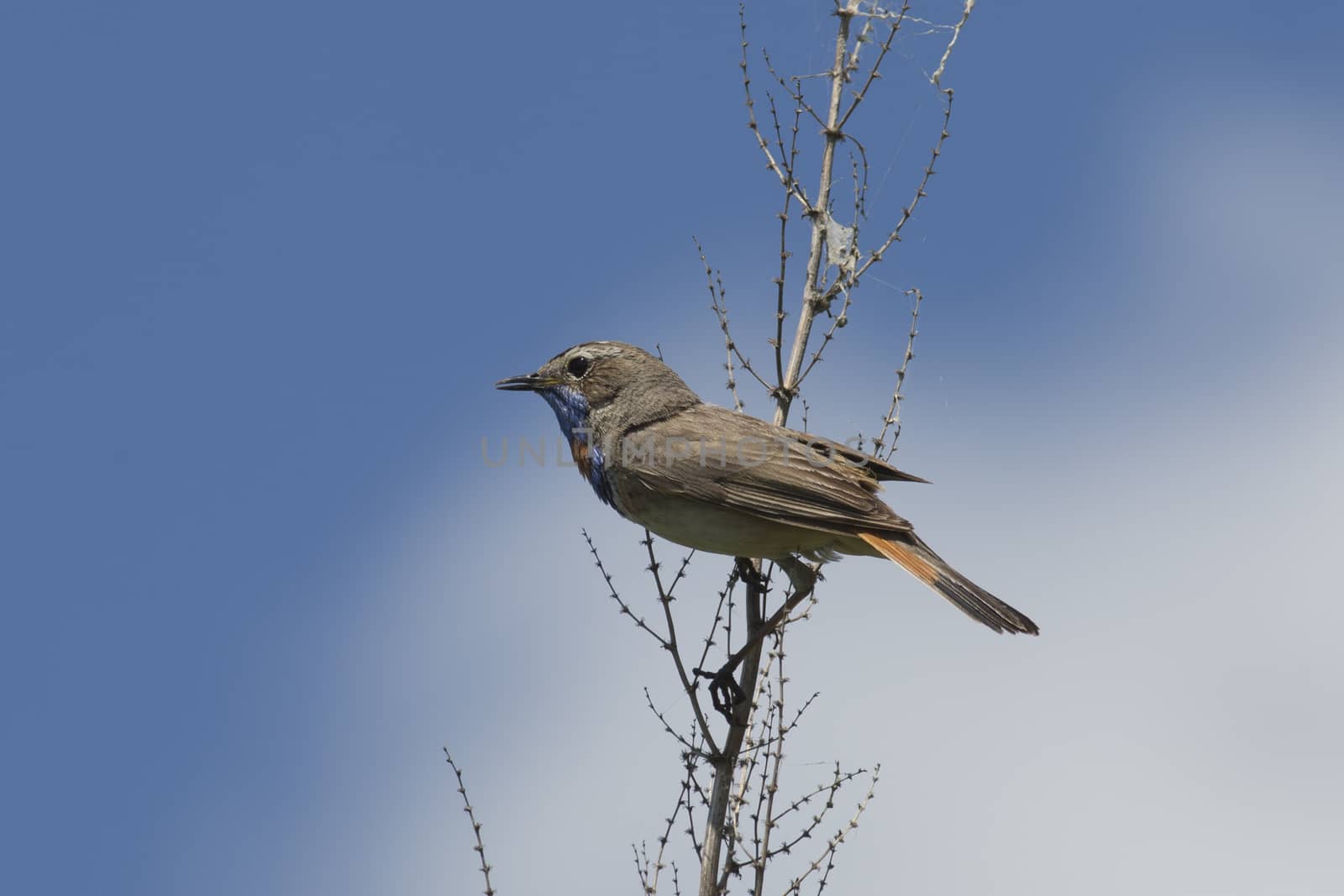 male bluethroat (Luscinia svecica) sits on a branch