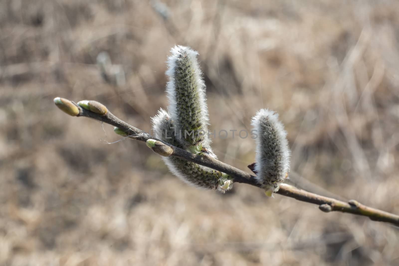 Blossoming branch of a willows close up