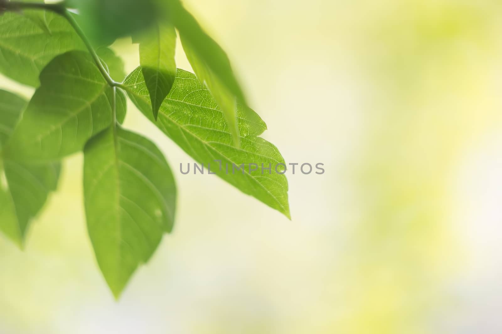 Green leaves on a yellow-green blurred background