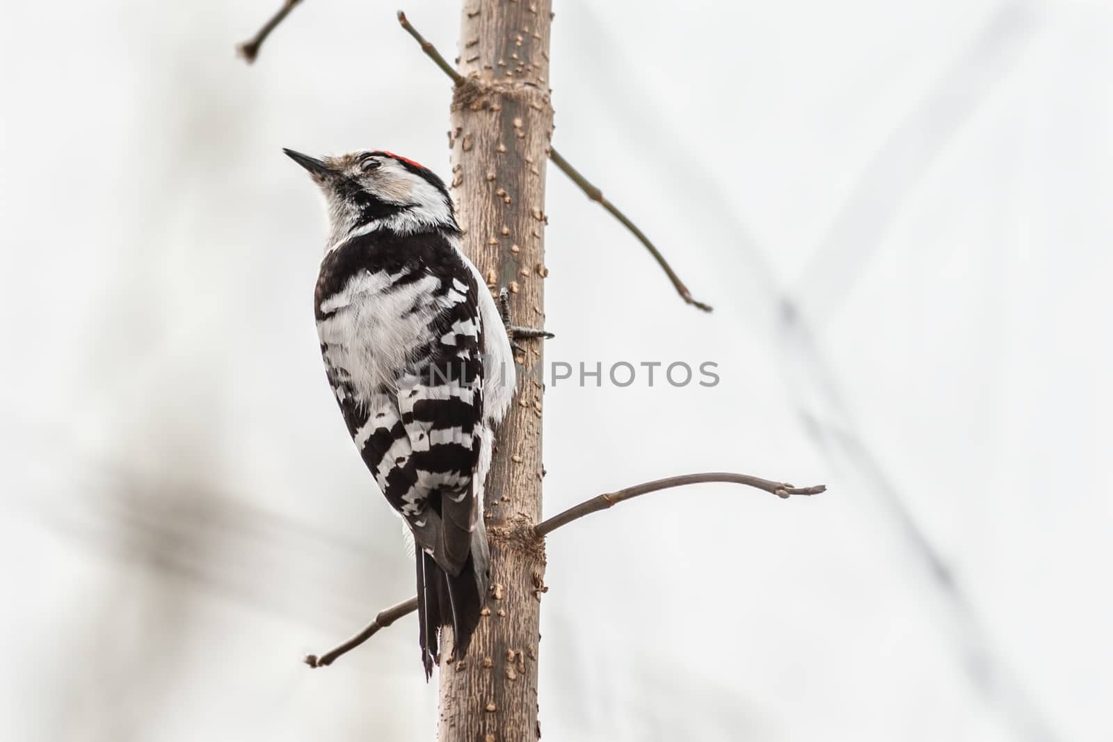 male Lesser-spotted woodpecker sitting on a tree