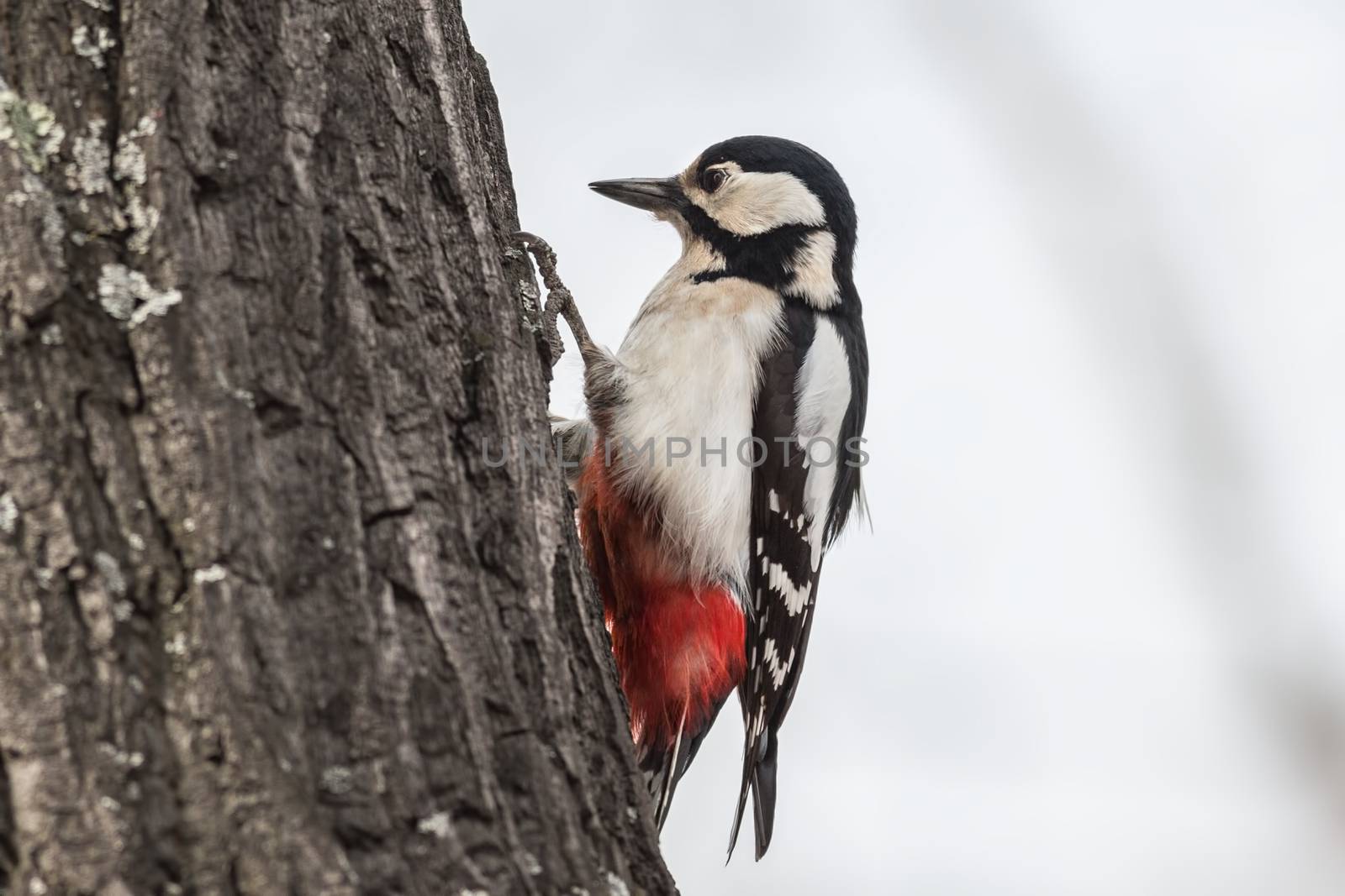 Female Great spotted woodpecker sitting on a tree
