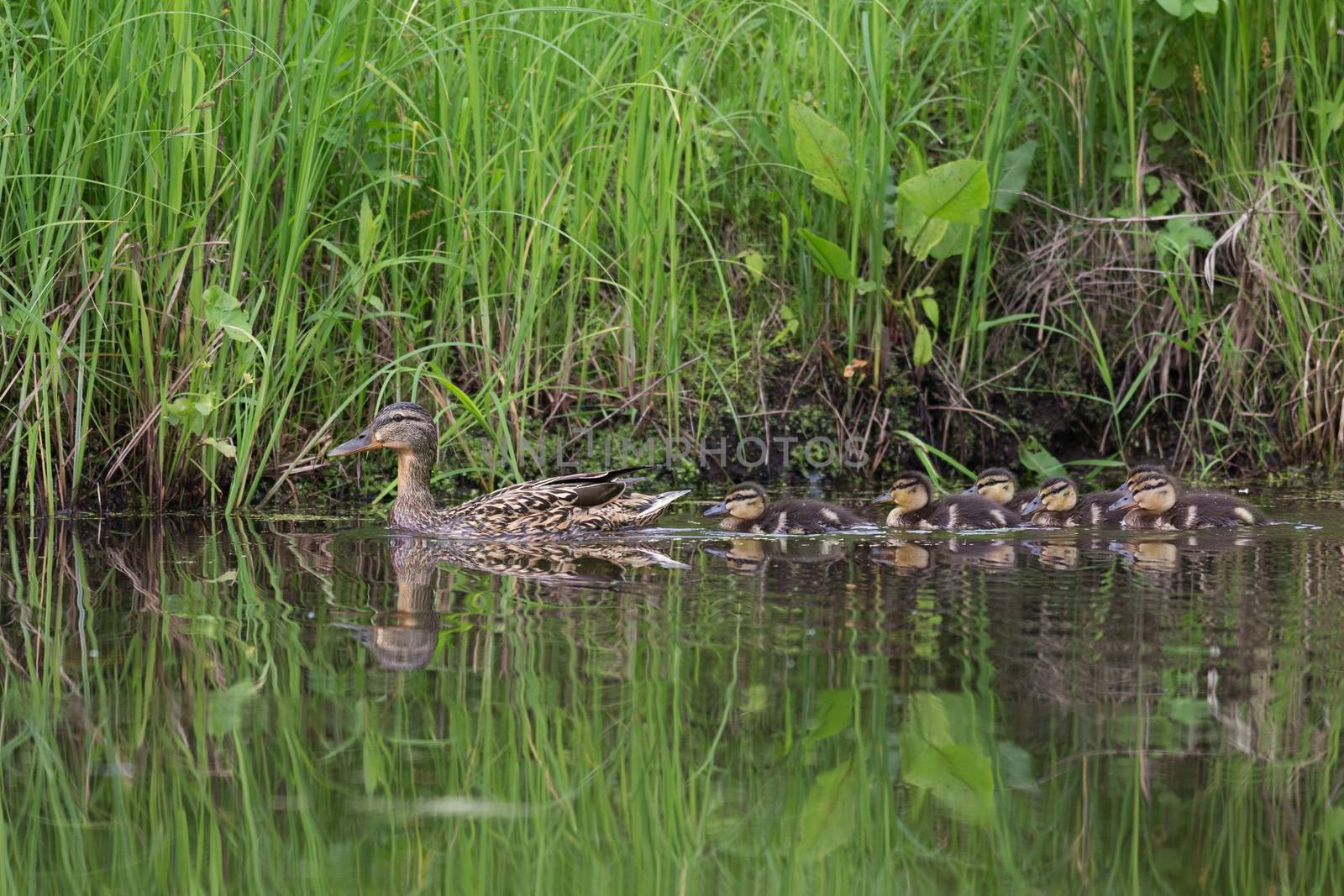 Duck with ducklings by Ohotnik