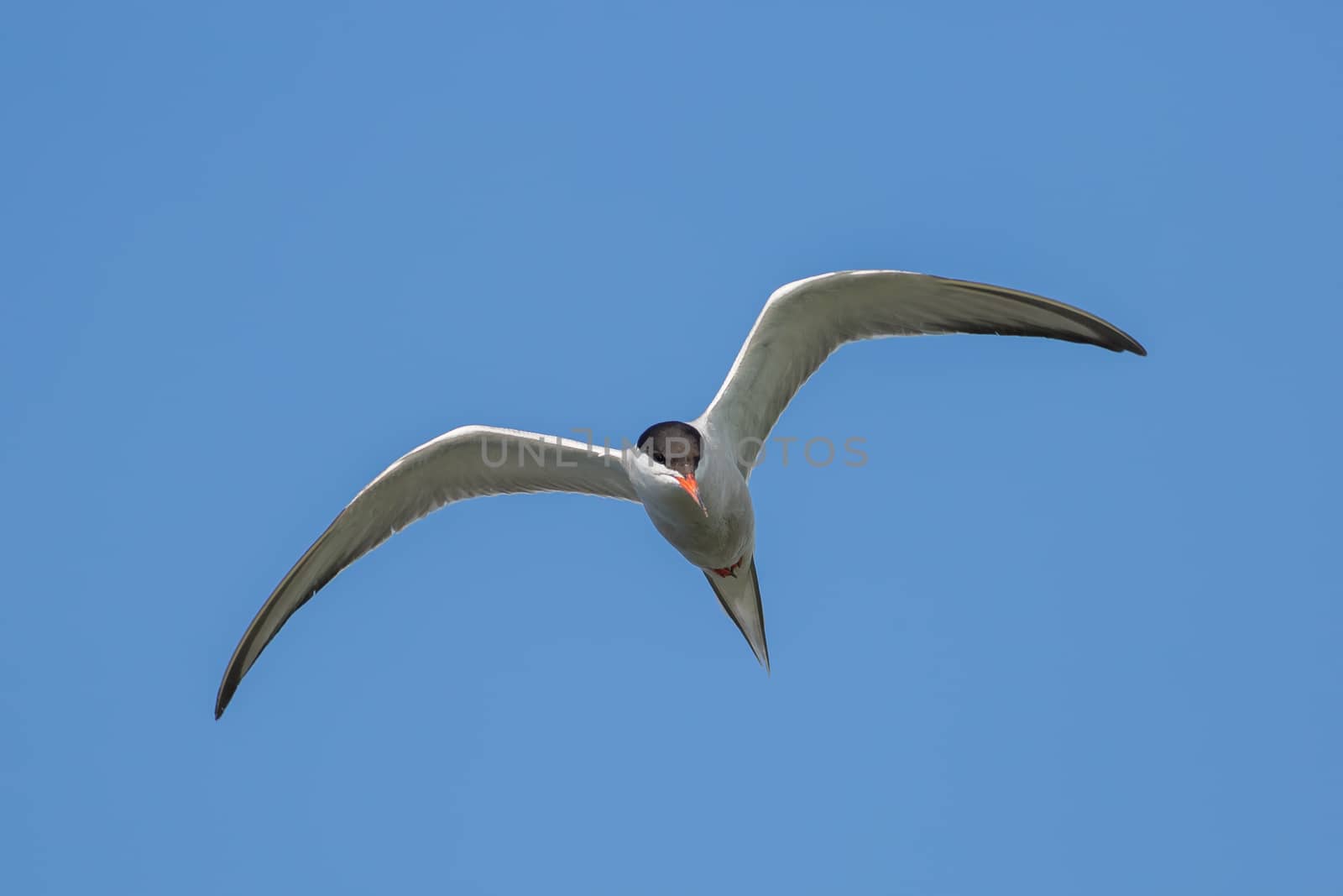 Tern in flight against the blue sky